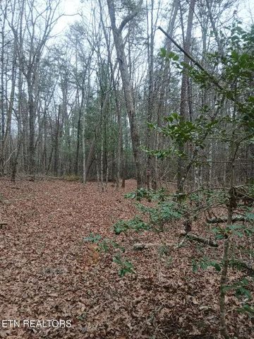 a view of a forest with trees in the background
