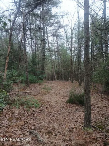 a view of a forest with trees in the background
