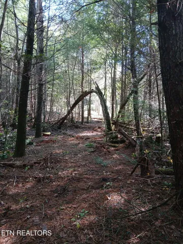 a view of outdoor space with deck and trees