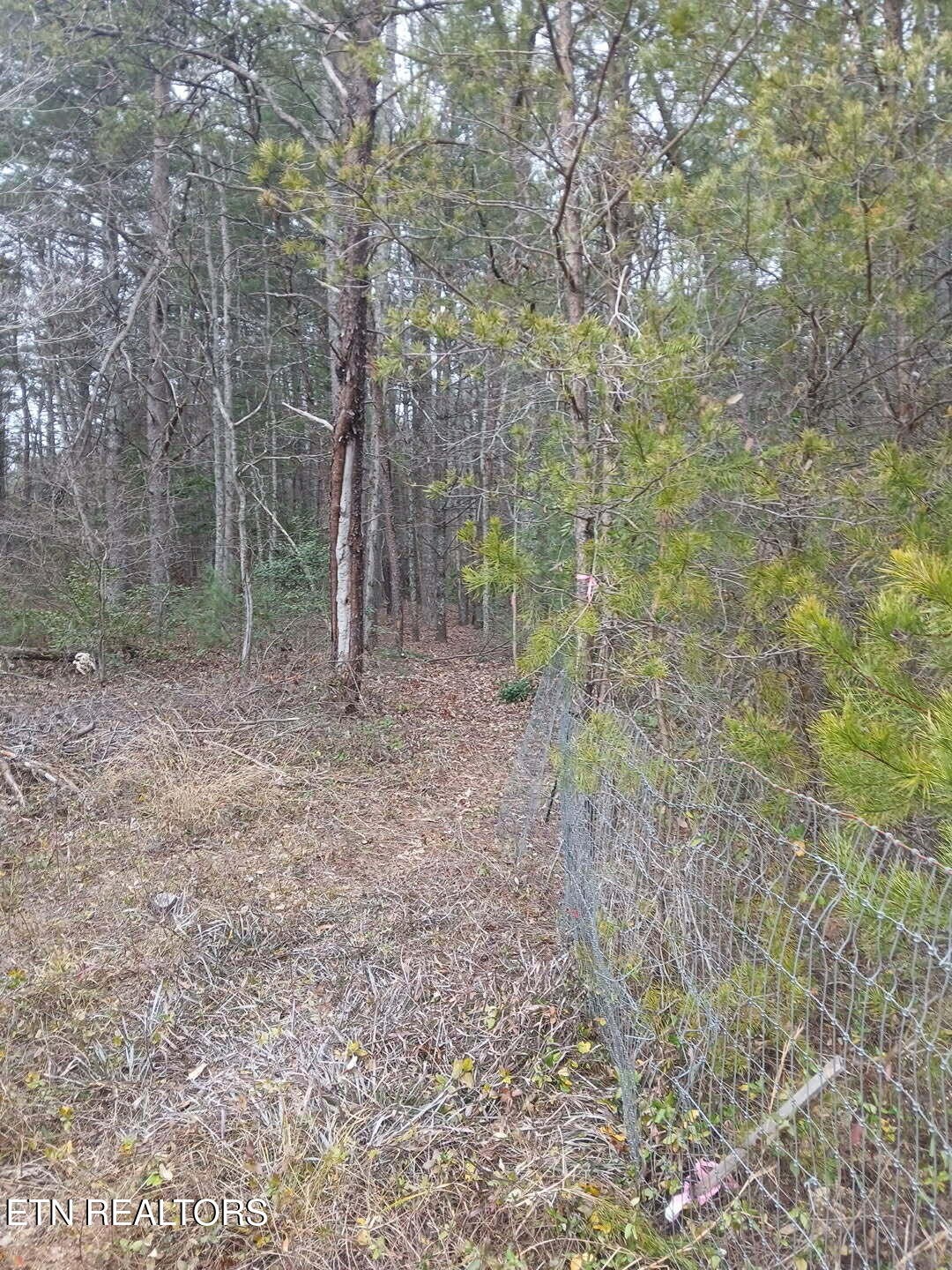 0 Wild Magnolia Jamestown, TN 38556 - Photo 6 of 27 a view of a forest with trees
