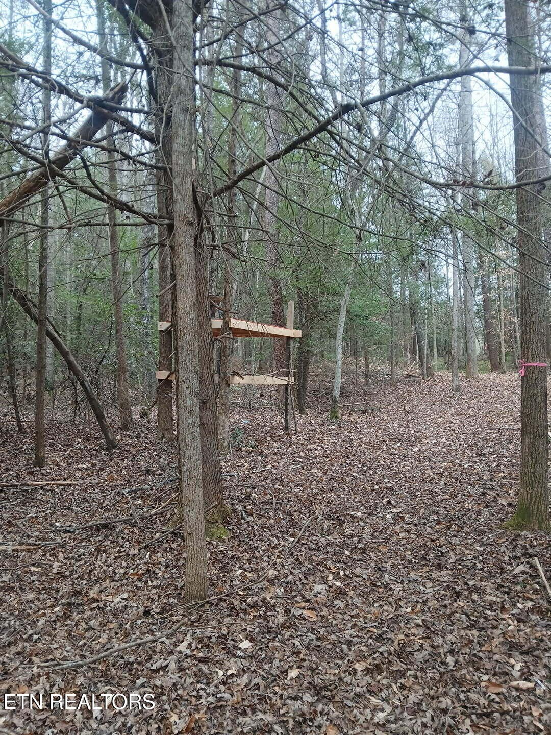 0 Wild Magnolia Jamestown, TN 38556 - Photo 8 of 27 a backyard of a house with lots of green space