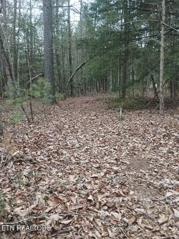 a view of a forest with trees in the background