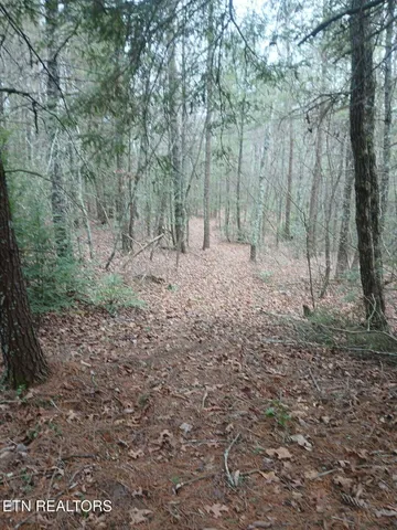 a view of a forest with trees