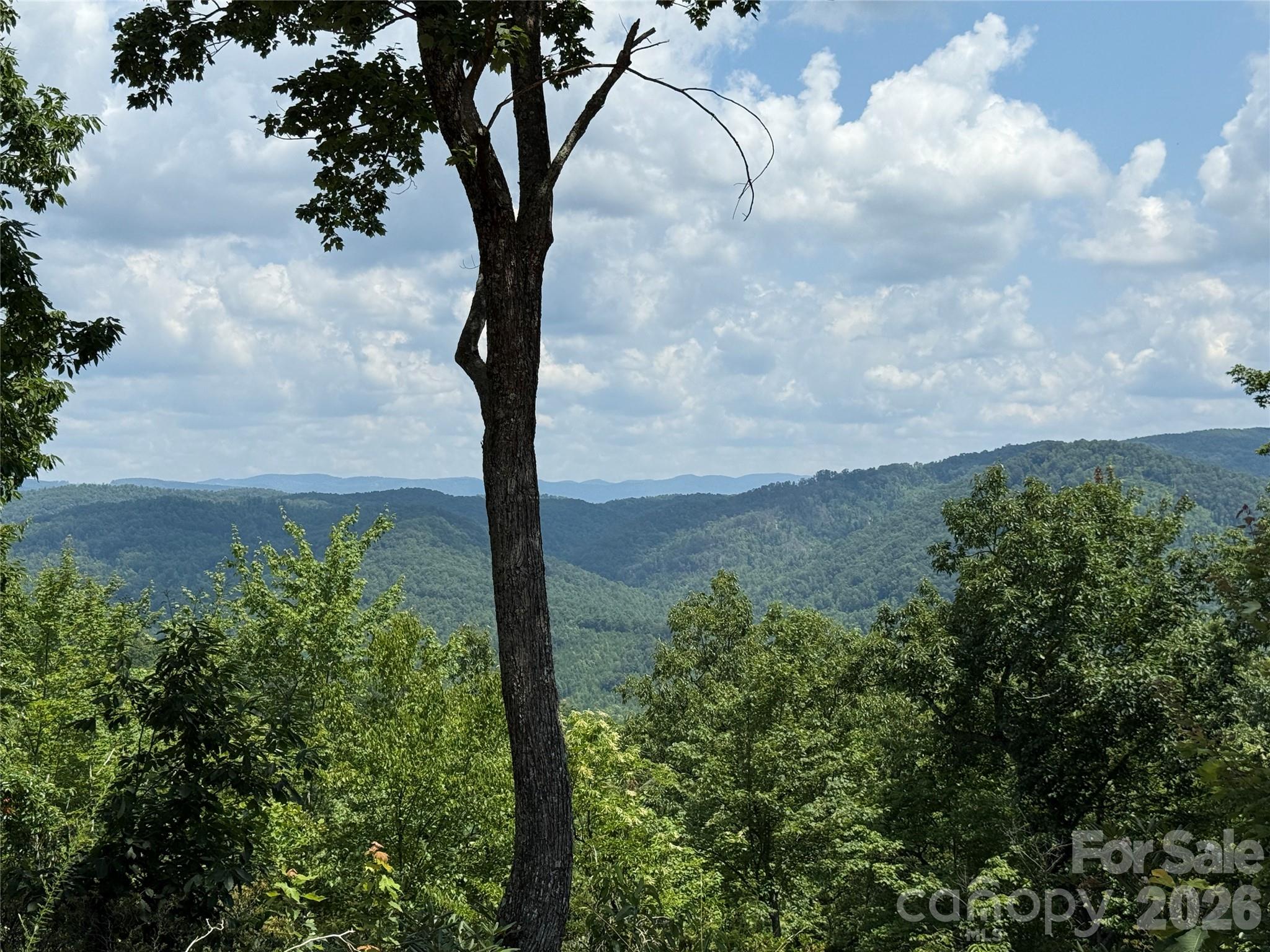 337 Lucas Path Drive, Unit 69 Purlear, NC 28665 - Photo 21 of 44 a view of a yard with plants and a large tree