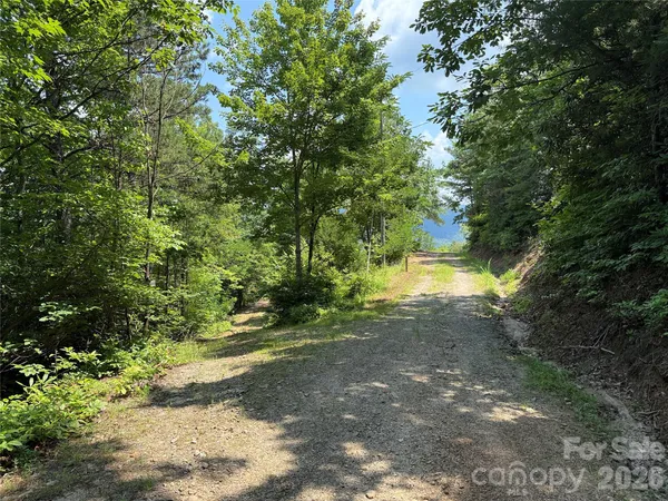 a view of a forest that has a tree