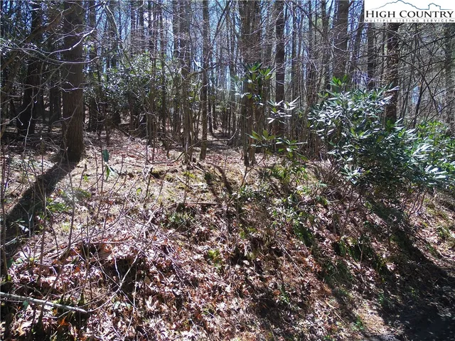 a view of a yard with plants and trees