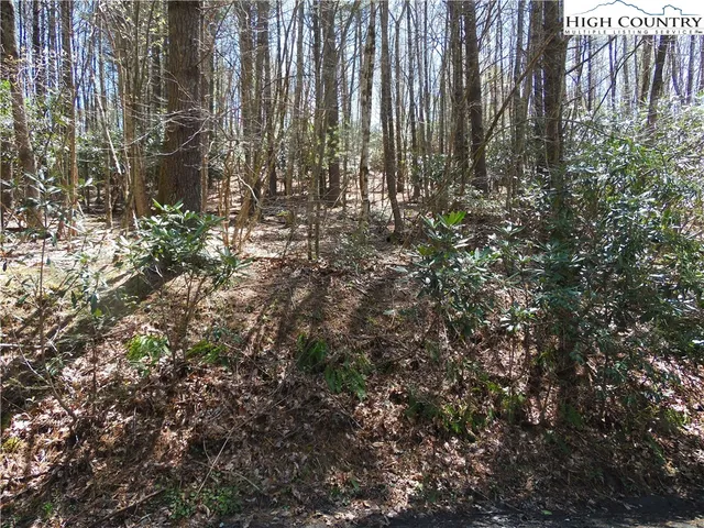 a view of a plant in a garden