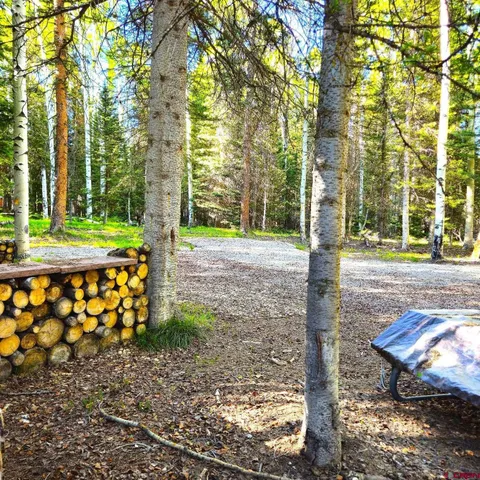 a view of a park with large trees