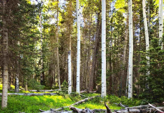 a view of a yard with large trees