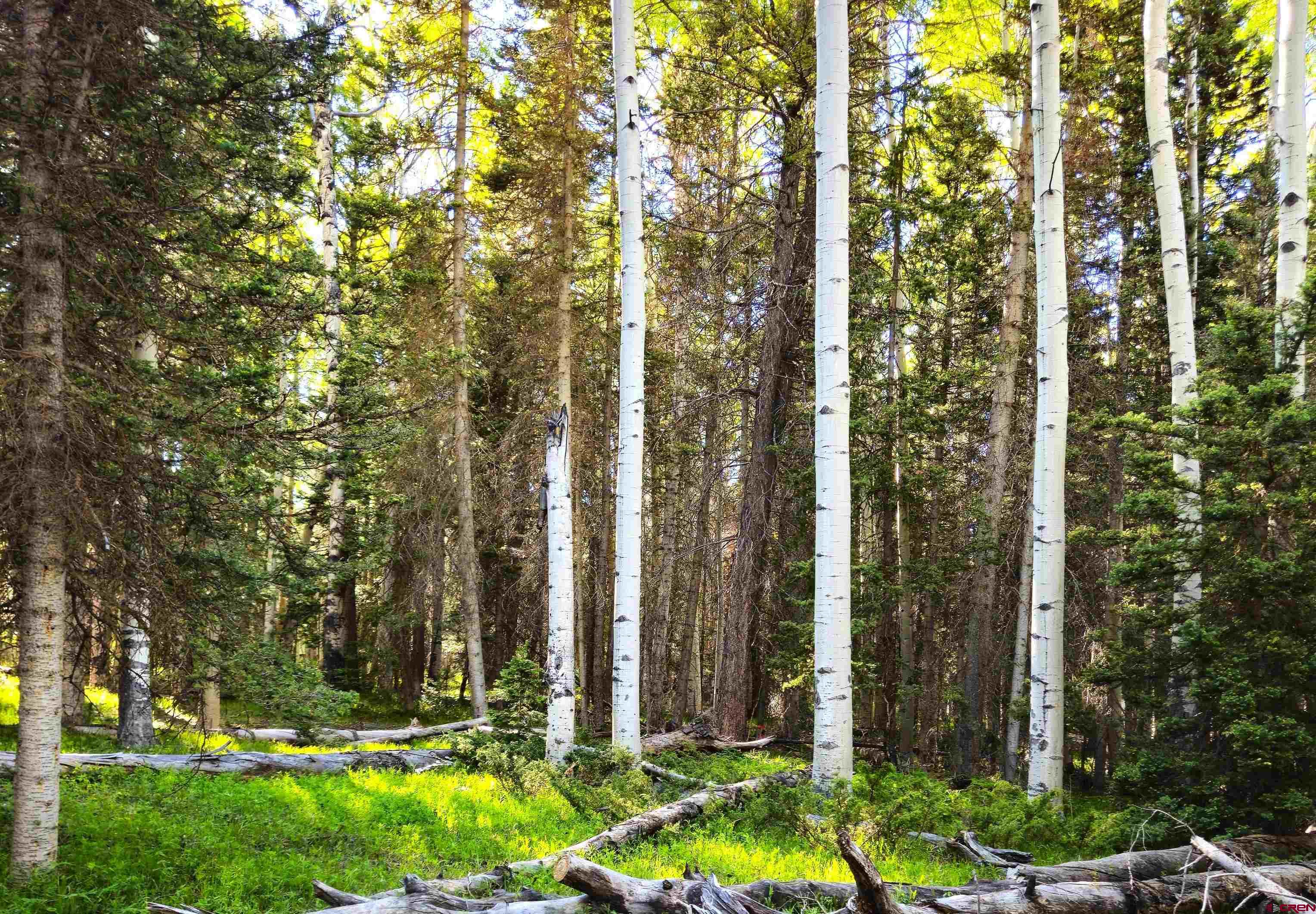 505 Wildflower Drive Cimarron, CO 81220 - Photo 22 of 35 a view of a house with a yard and plants