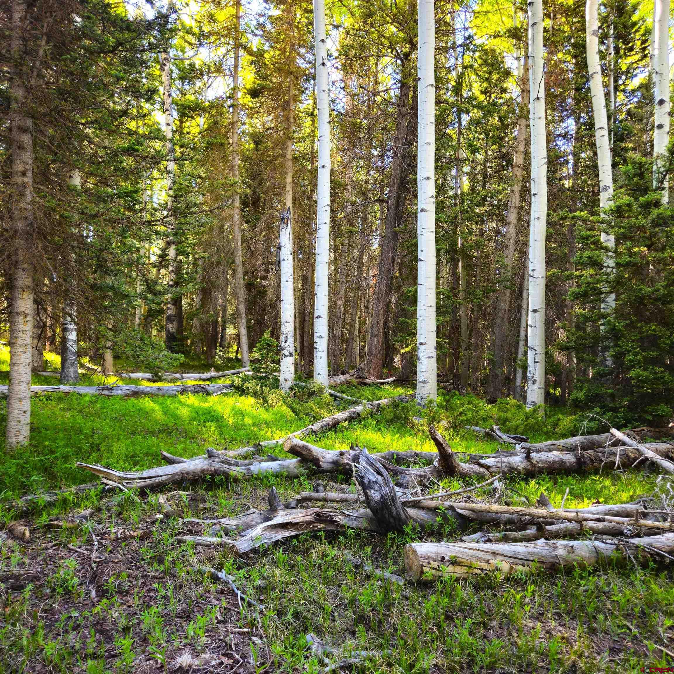 505 Wildflower Drive Cimarron, CO 81220 - Photo 23 of 35 a view of a backyard with plants and large trees