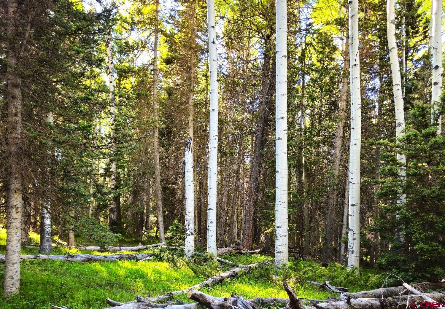 505 Wildflower Drive Cimarron, CO 81220 - Photo 26 of 35 a view of a house with a yard and plants