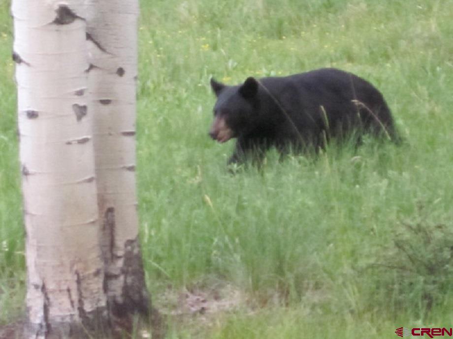 505 Wildflower Drive Cimarron, CO 81220 - Photo 30 of 35 a close up of a plant in a garden