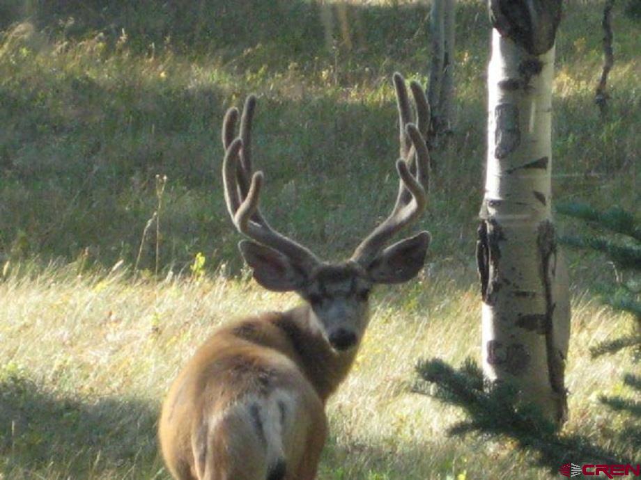505 Wildflower Drive Cimarron, CO 81220 - Photo 31 of 35 a partial view of pool