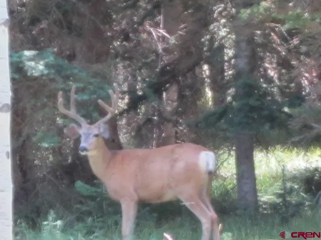 a view of a yard in front of a house