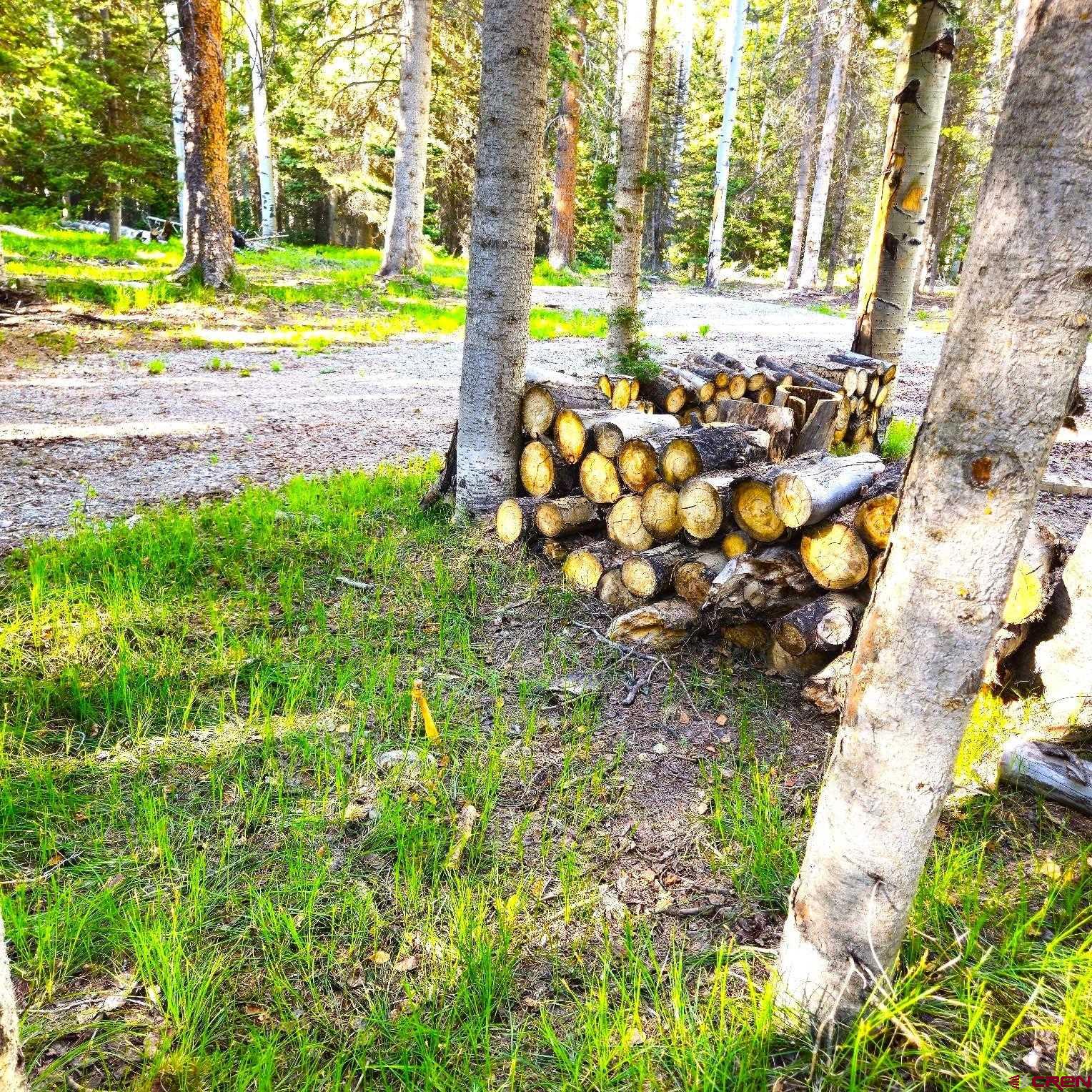 505 Wildflower Drive Cimarron, CO 81220 - Photo 6 of 35 a plant that is in front of a house