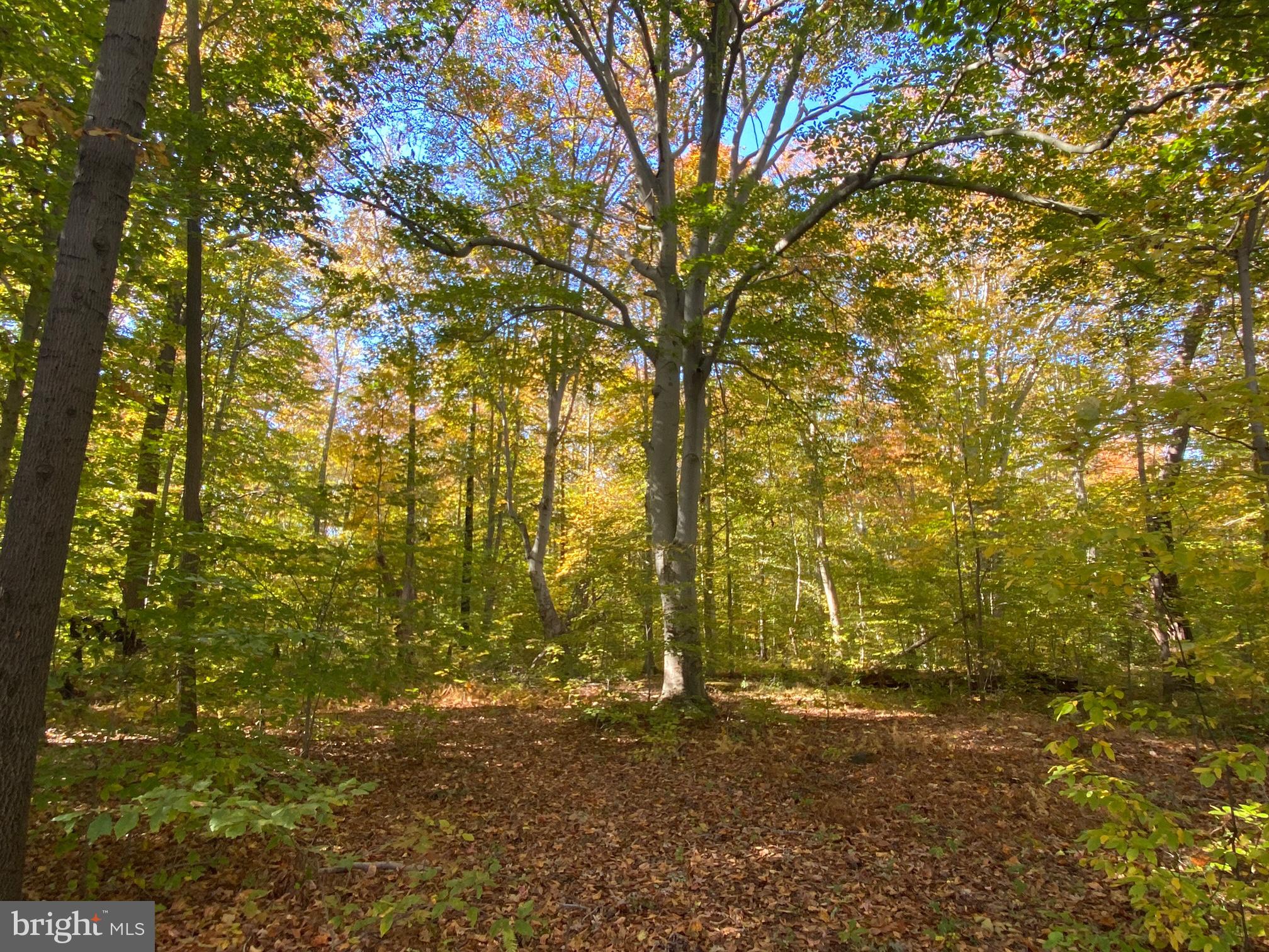 532 South Stepney Road Aberdeen, MD 21001 - Photo 8 of 21 Gallery Image 8