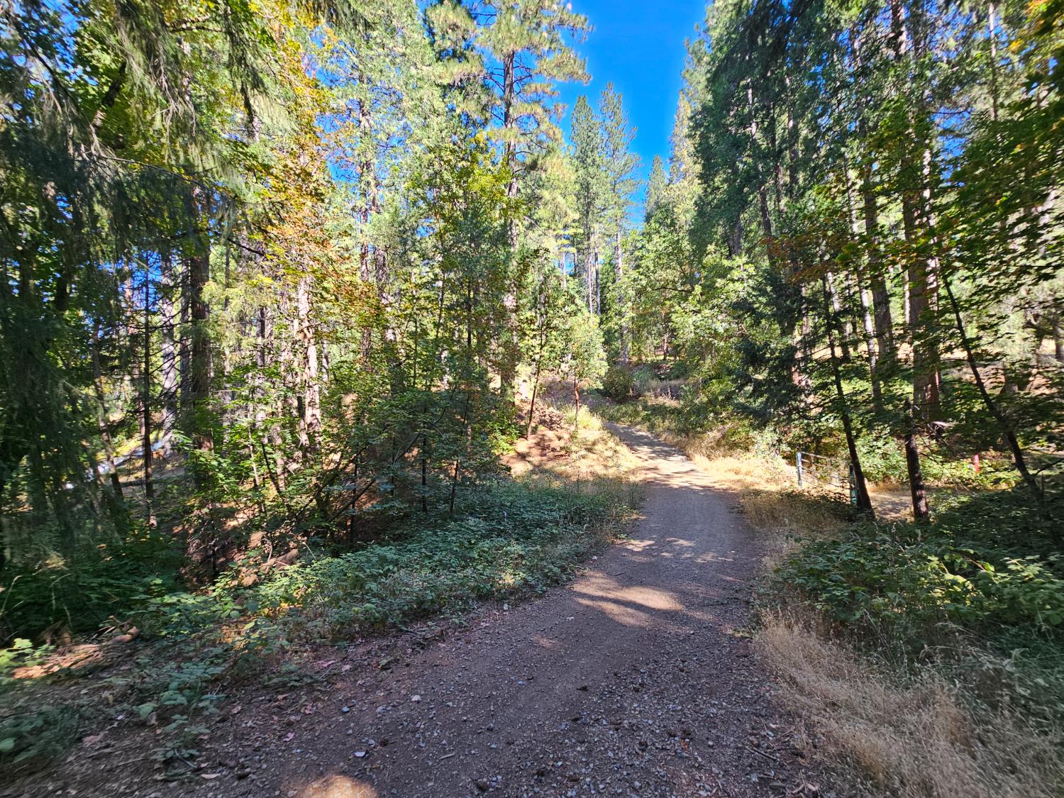 10680 Success Cross Road Nevada City, CA 95959 - Photo 12 of 22 a view of a yard with plants and trees