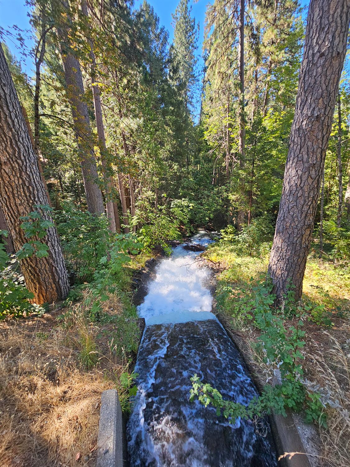 10680 Success Cross Road Nevada City, CA 95959 - Photo 14 of 22 a view of a yard with plants and large trees