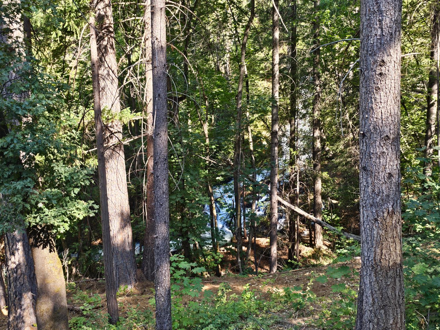 10680 Success Cross Road Nevada City, CA 95959 - Photo 16 of 22 a picture of tree