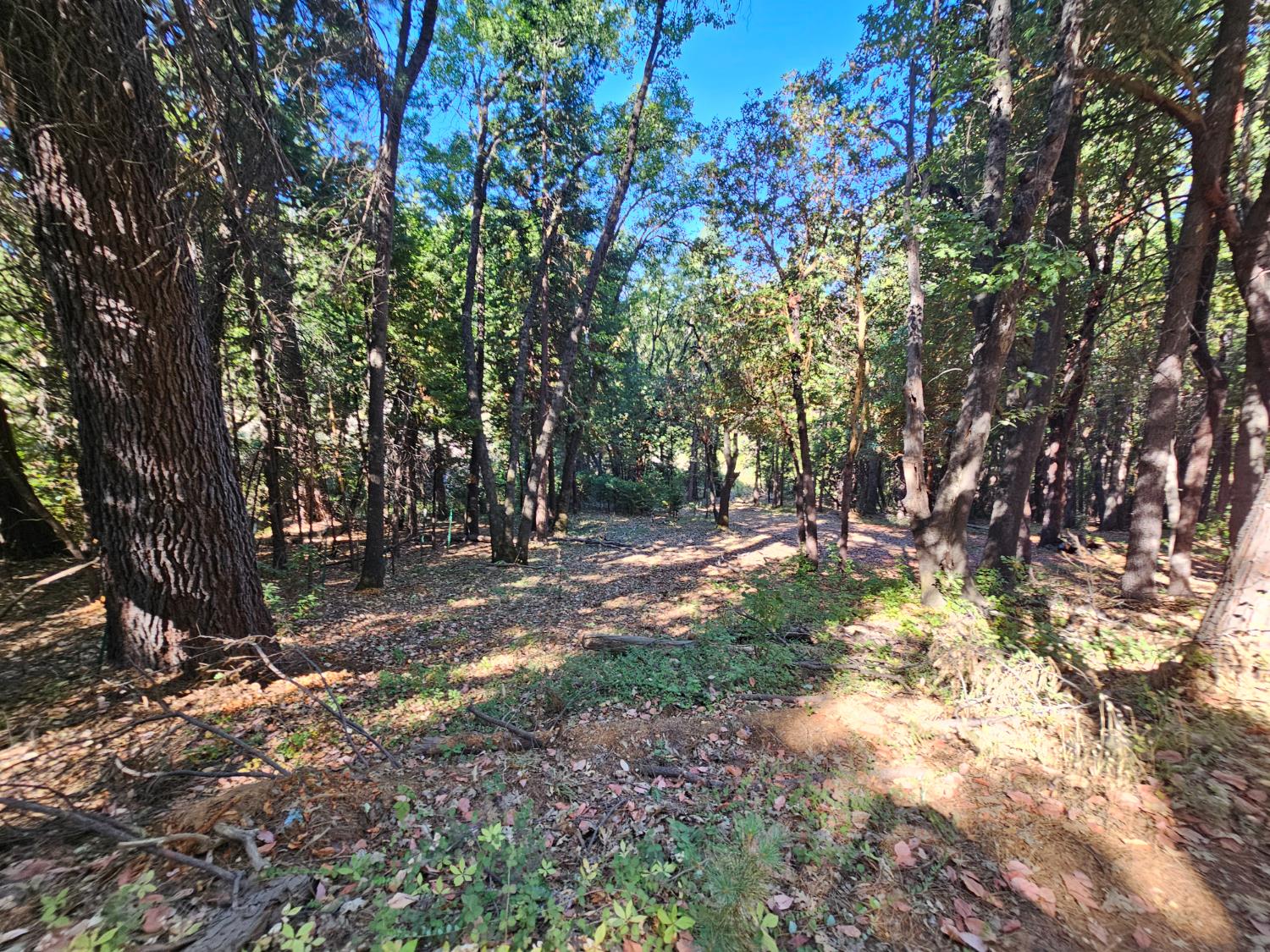 10680 Success Cross Road Nevada City, CA 95959 - Photo 21 of 22 a view of tree