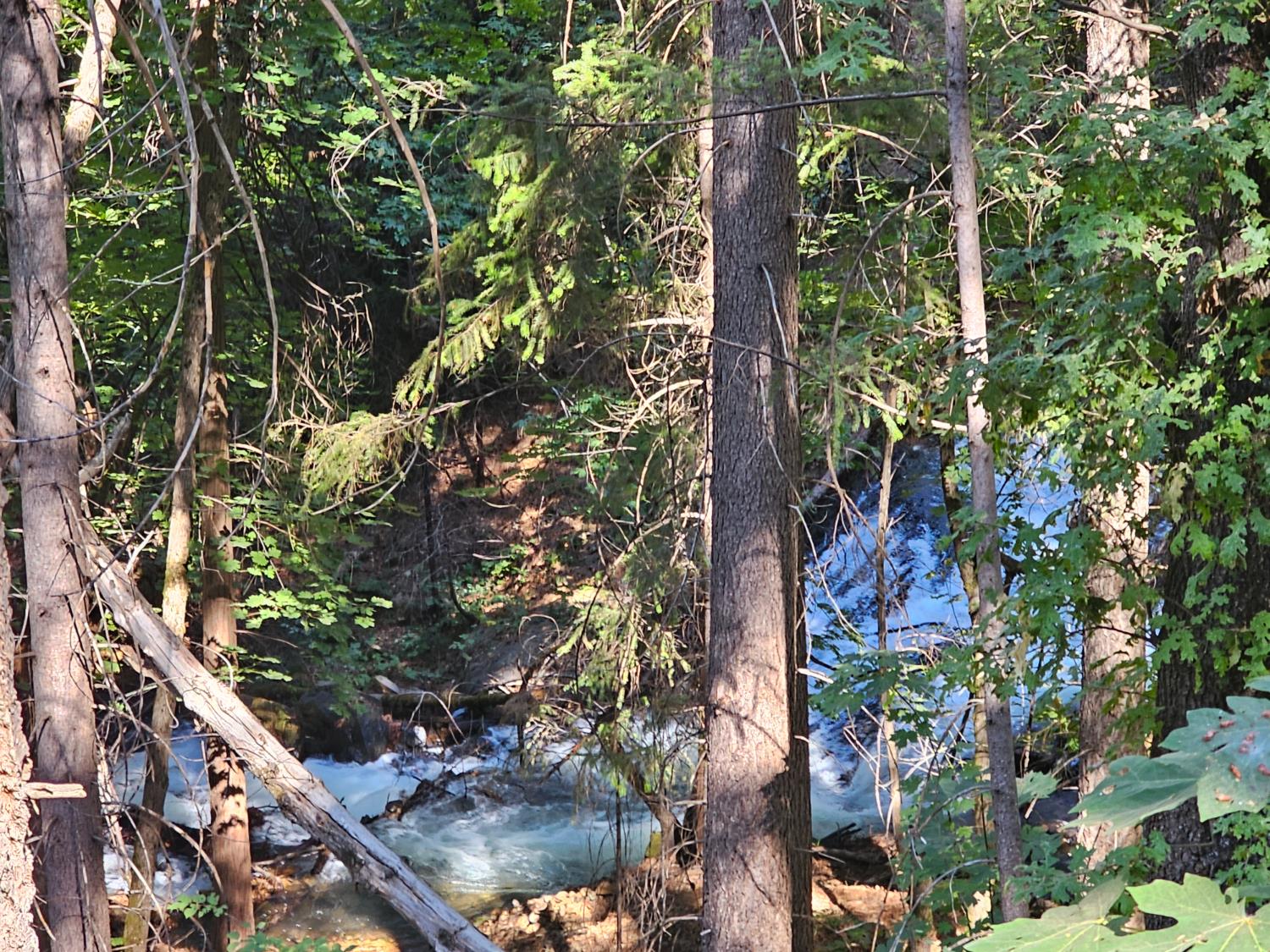 10680 Success Cross Road Nevada City, CA 95959 - Photo 3 of 22 a picture of tree