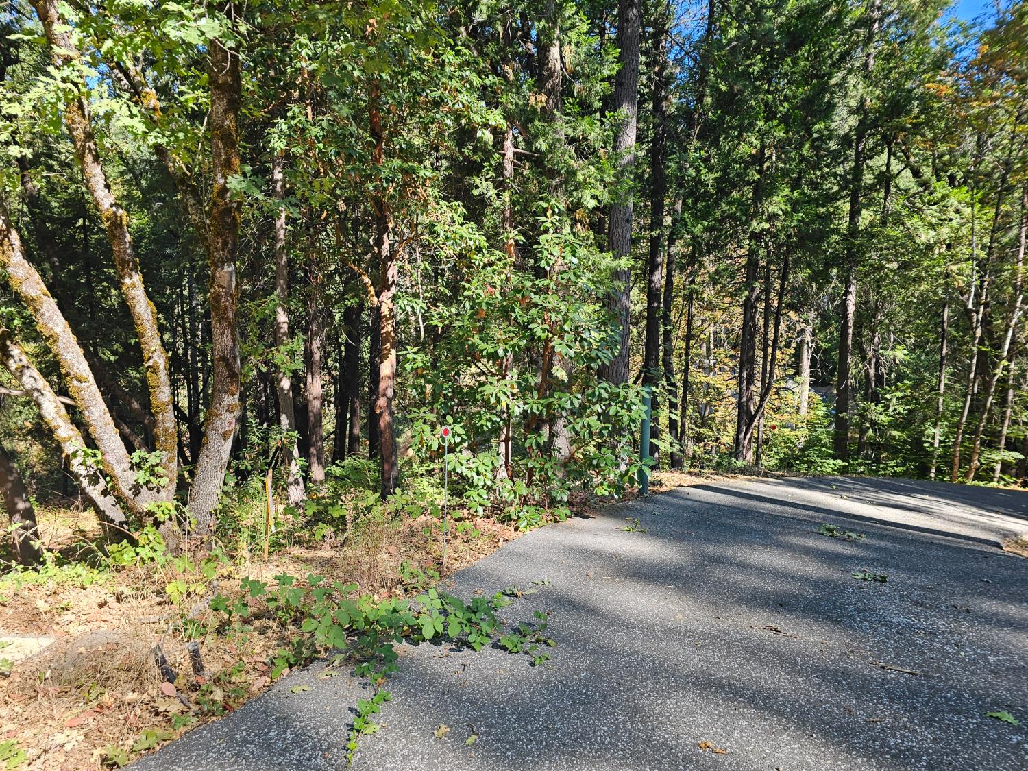 10680 Success Cross Road Nevada City, CA 95959 - Photo 7 of 22 a view of a yard with plants and trees