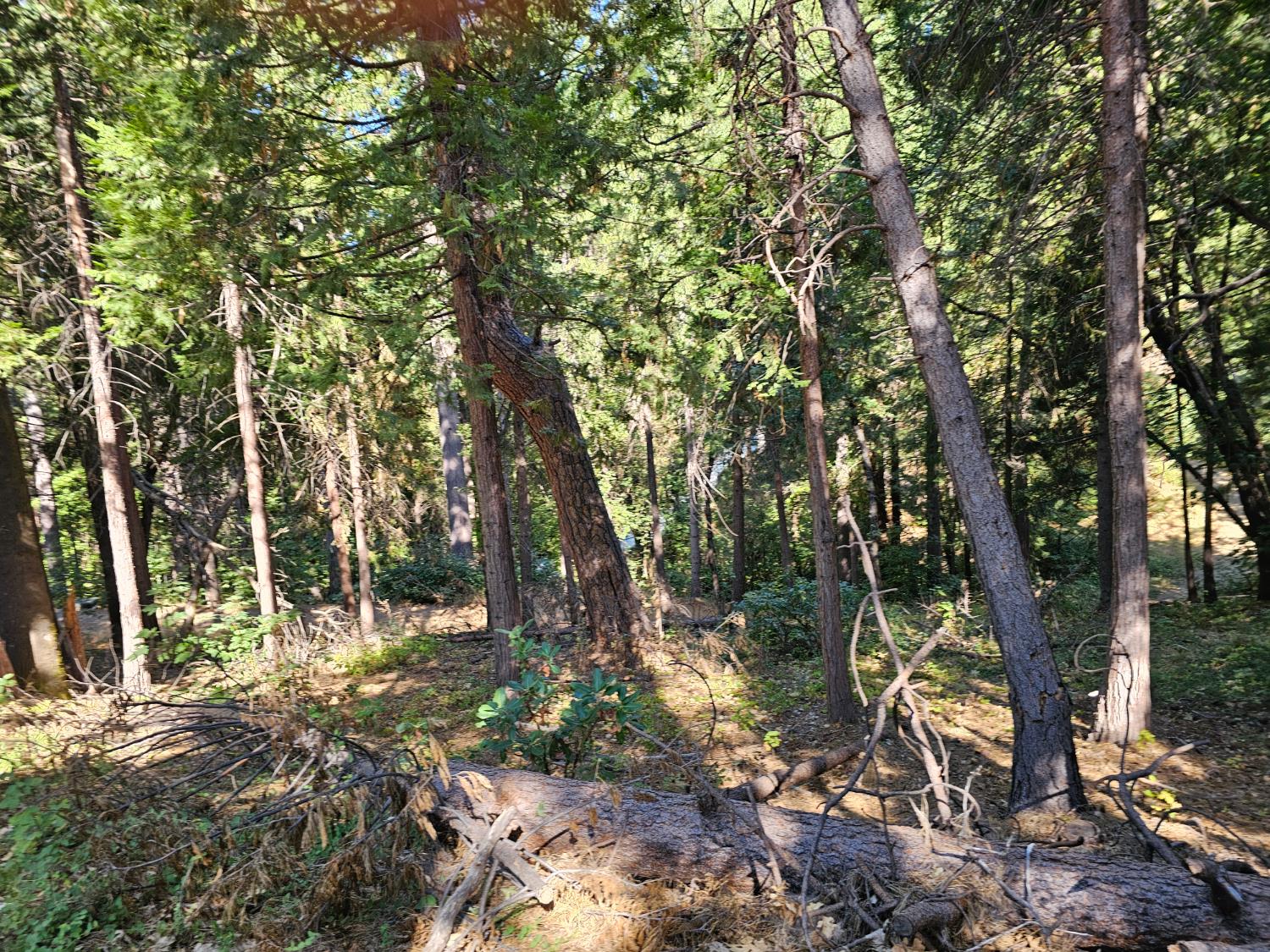 10680 Success Cross Road Nevada City, CA 95959 - Photo 8 of 22 a view of tree