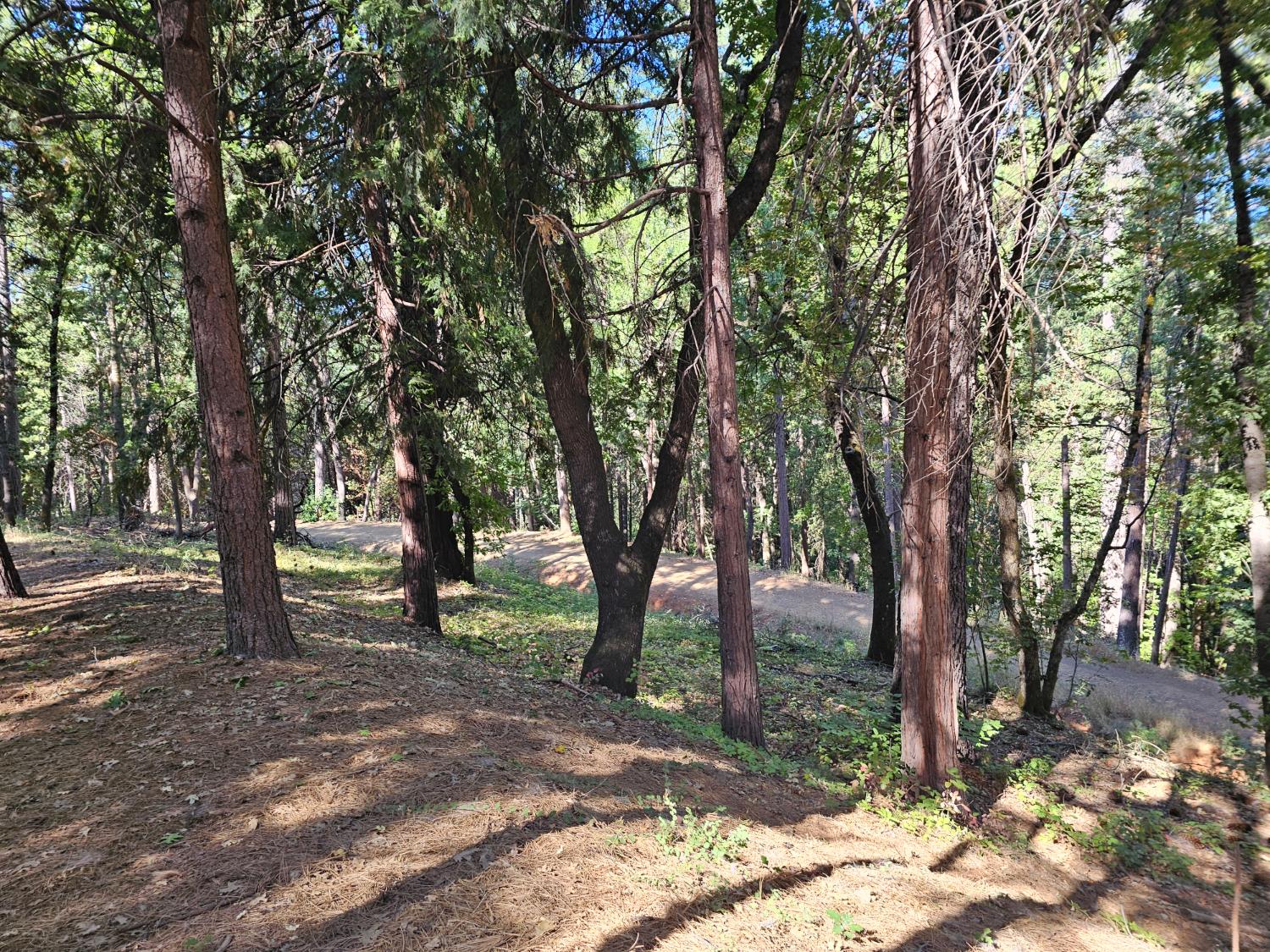 10680 Success Cross Road Nevada City, CA 95959 - Photo 9 of 22 a view of some trees in a forest