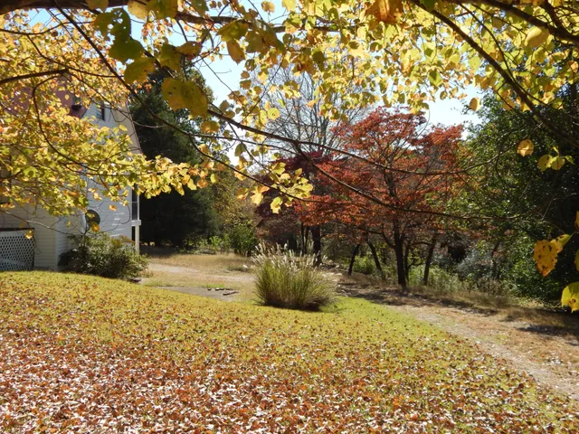 a view of a yard with plants and trees