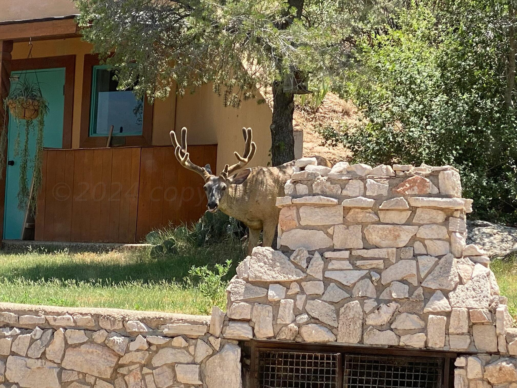 1061 Tascosa Road Amarillo, TX 79124 - Photo 51 of 52 Mule deer hiding behind firepit