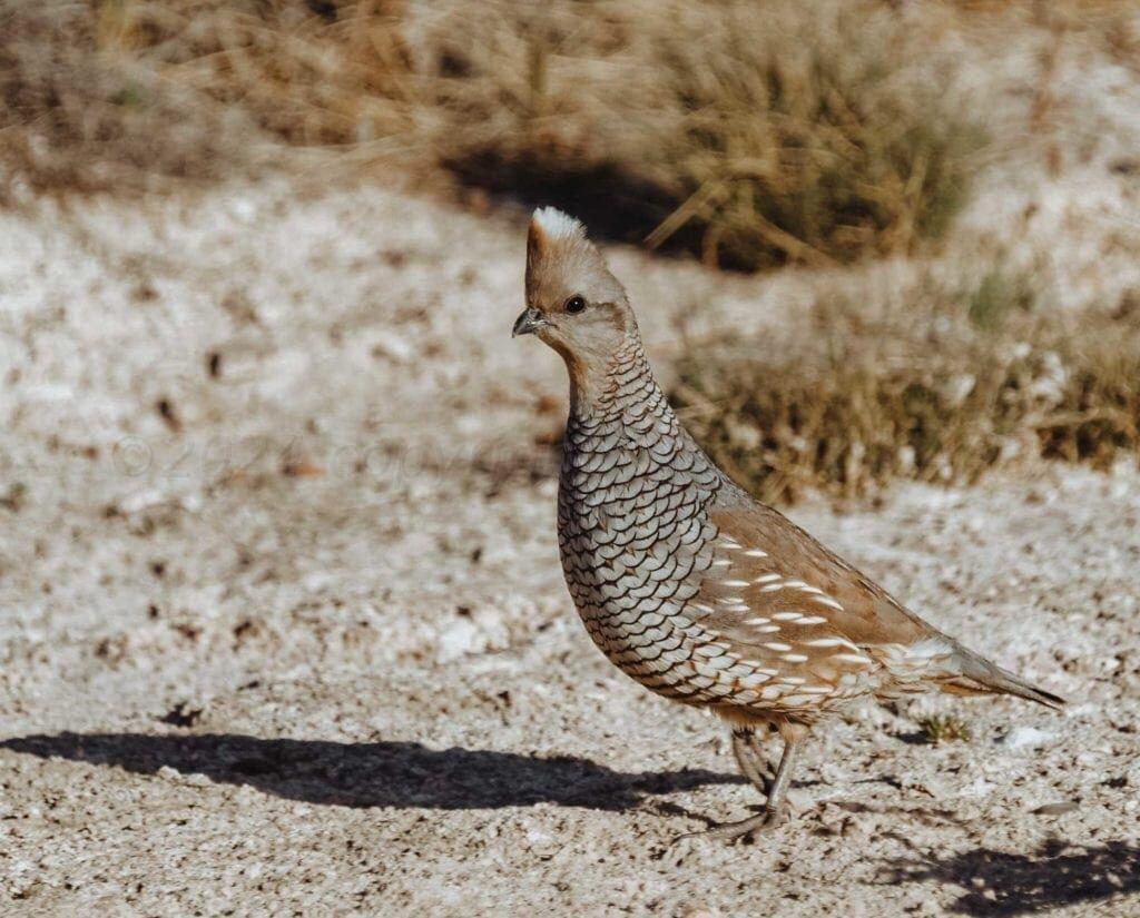 1061 Tascosa Road Amarillo, TX 79124 - Photo 52 of 52 Blue Quail