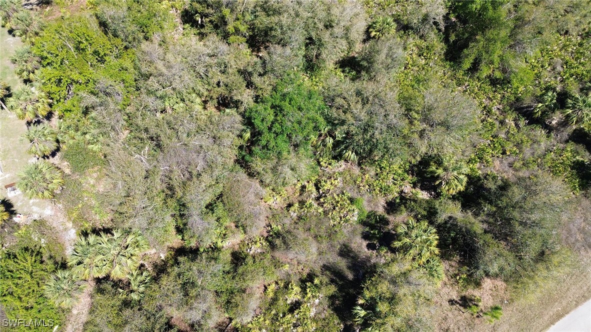 Fanning St Port North Port, FL 34288 - Photo 3 of 5 a view of a forest with a tree