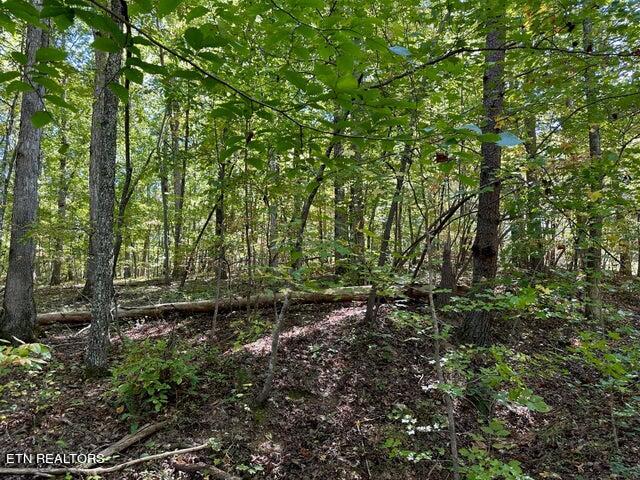 Lot 353 Diana Dr Spring Spring City, TN 37381 - Photo 3 of 5 20241016184104933989000000-o