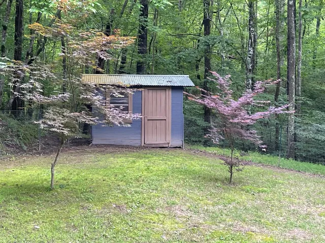 a view of a backyard with plants and large trees