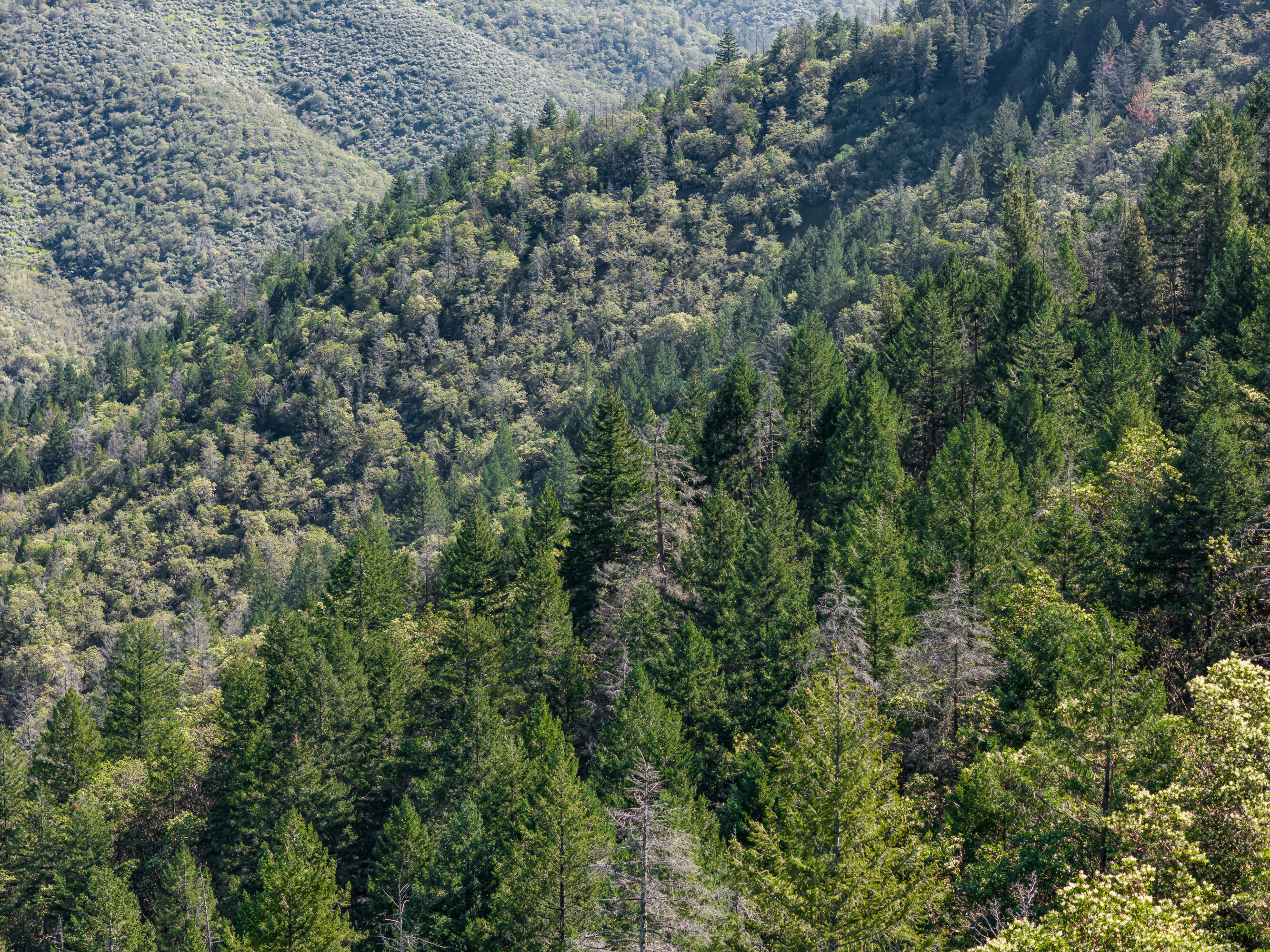 0 Humbug Creek Road Grants Pass, OR 97527 - Photo 19 of 38 DJI_20250417102620_0052_DHDR25