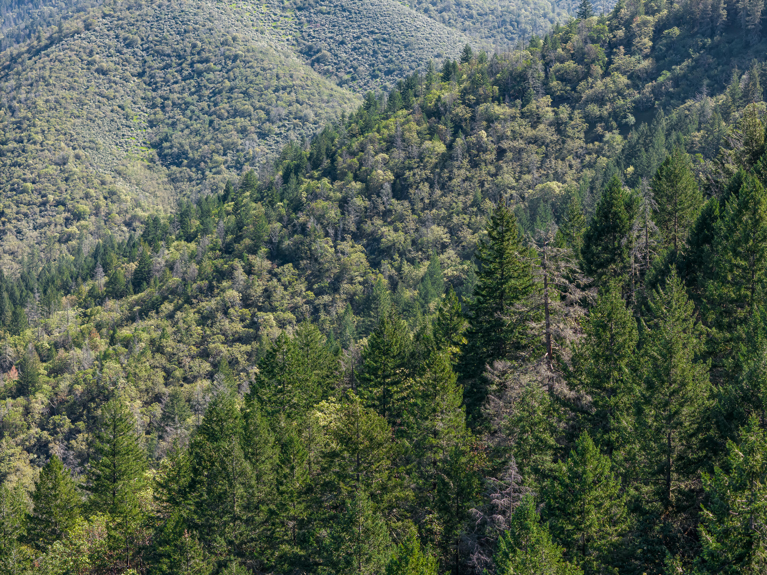 0 Humbug Creek Road Grants Pass, OR 97527 - Photo 20 of 38 DJI_20250417102638_0055_DHDR25