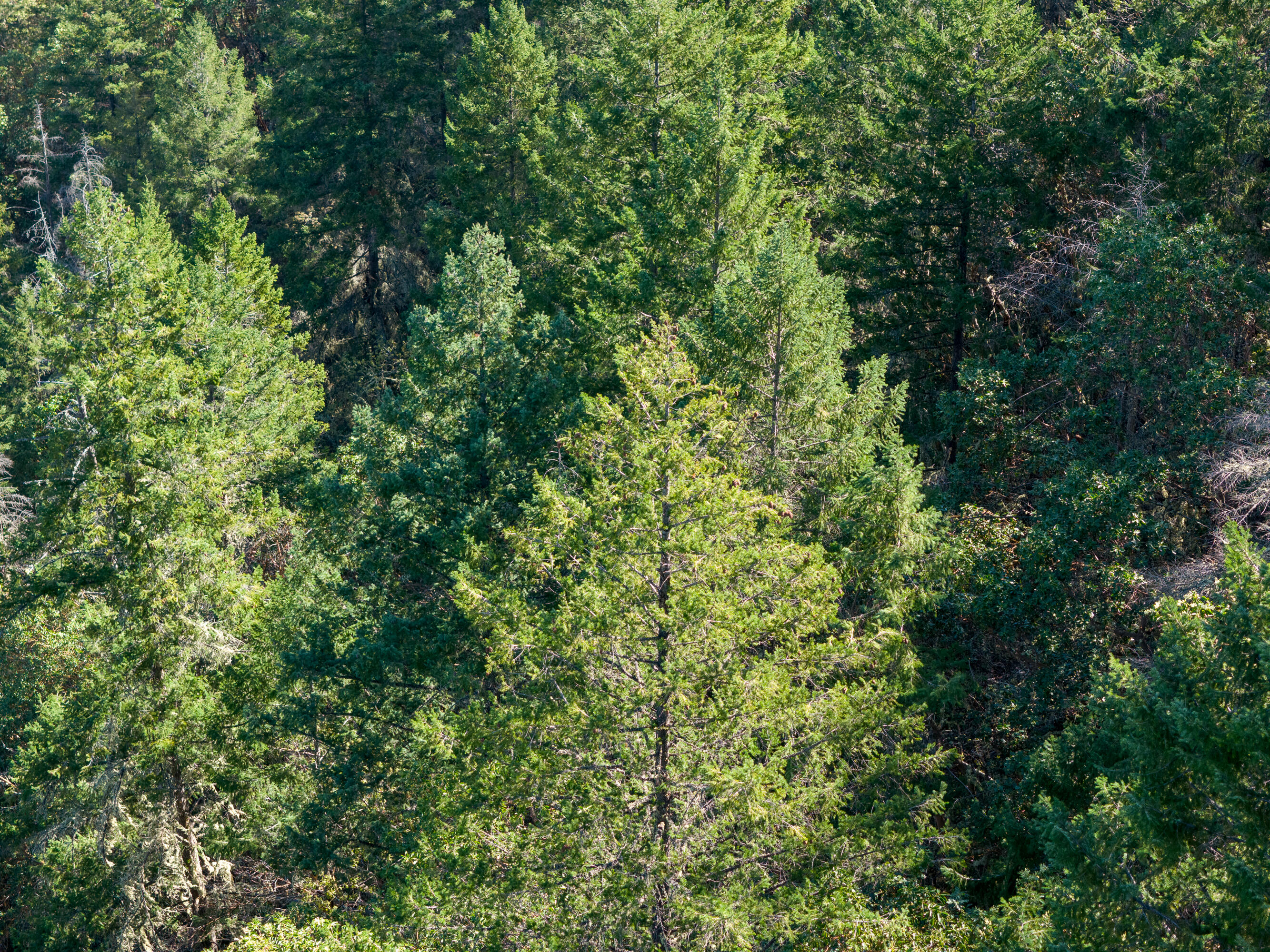 0 Humbug Creek Road Grants Pass, OR 97527 - Photo 21 of 38 DJI_20250417102648_0058_DHDR25