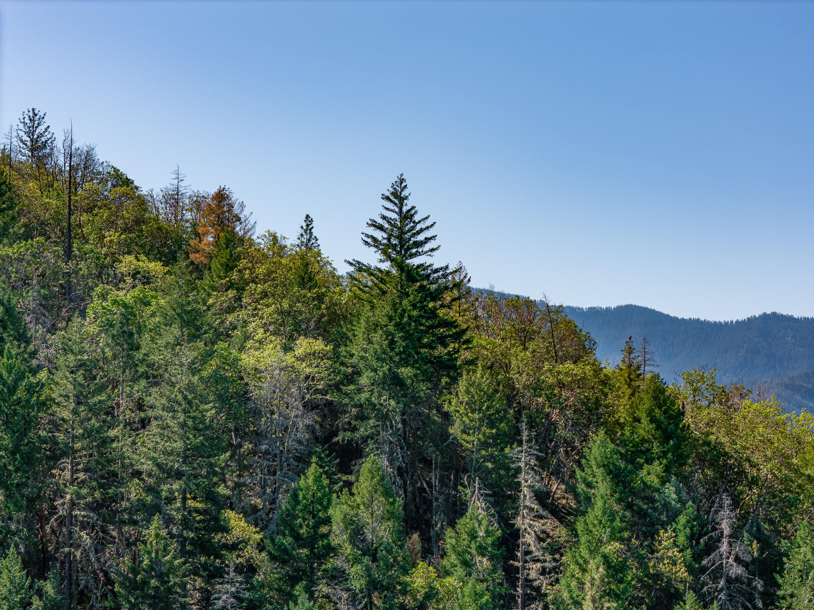 0 Humbug Creek Road Grants Pass, OR 97527 - Photo 27 of 38 DJI_20250417102336_0025_DHDR25