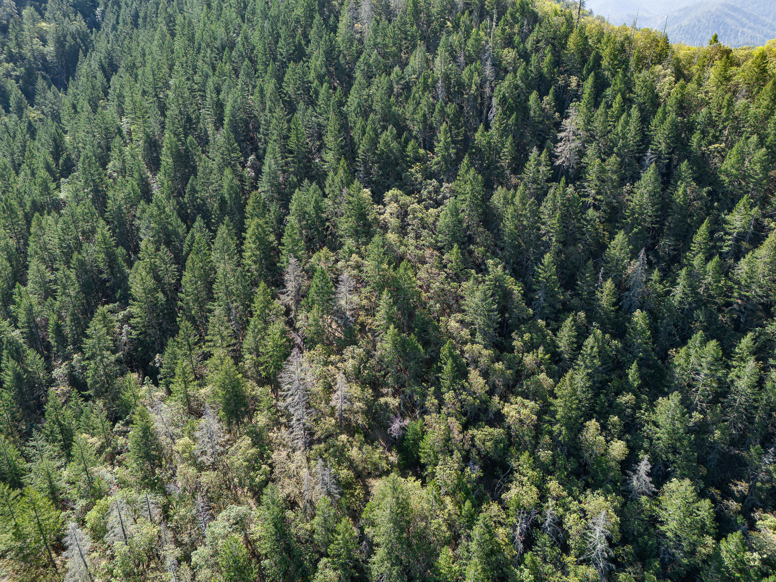 0 Humbug Creek Road Grants Pass, OR 97527 - Photo 37 of 38 DJI_20250417102231_0013_DHDR25