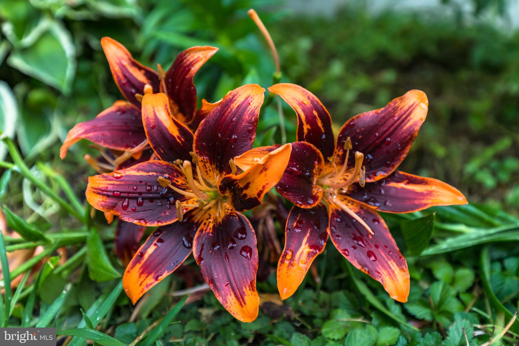 623 Gay Street Hanover, PA 17331 - Photo 37 of 44 Tiger Lily Near Garage in Backyard