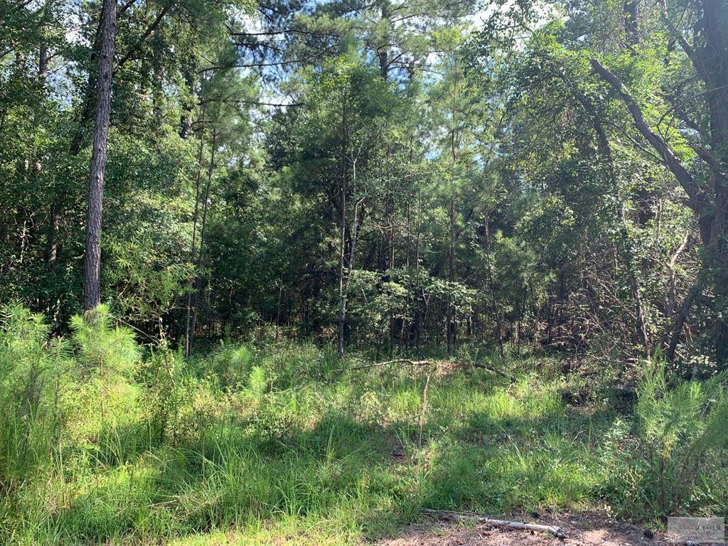 Tbd Dove Point Road Santee, SC 29142 - Photo 3 of 4 Gallery Image 3