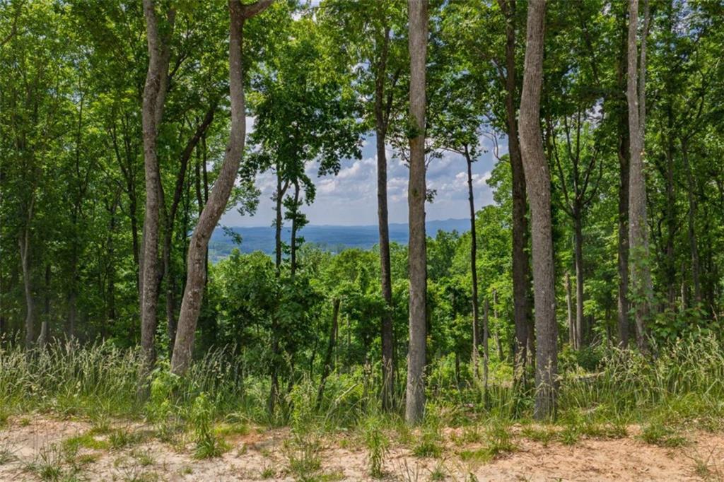 411 Calloway Mountain Road Talking Rock, GA 30175 - Photo 4 of 13 a picture of trees