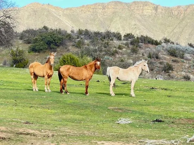 $450,000 | 41346 South Coalinga Mineral Springs Road, Coalinga, CA 93210