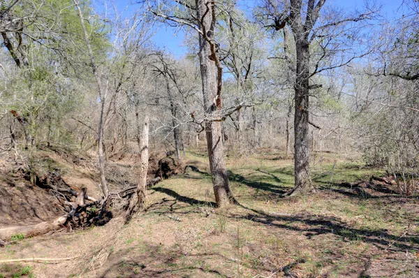 a view of a yard with trees