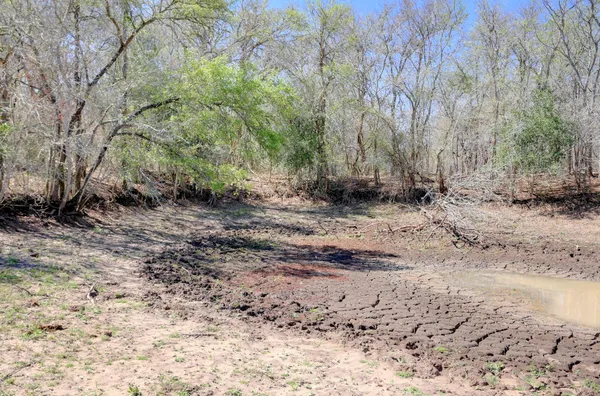 a view of dirt yard with a large tree
