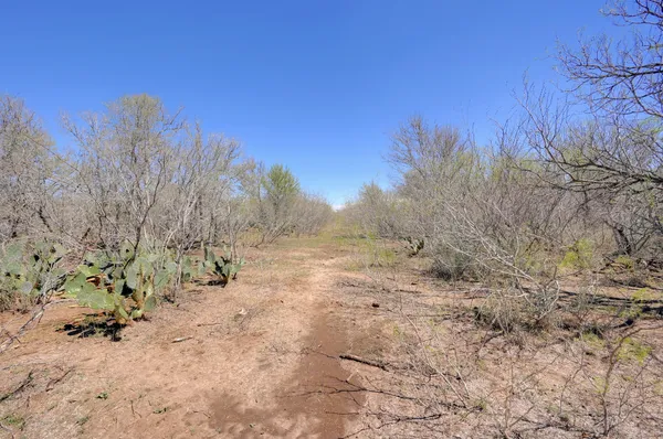 a view of a dry yard with trees in the background