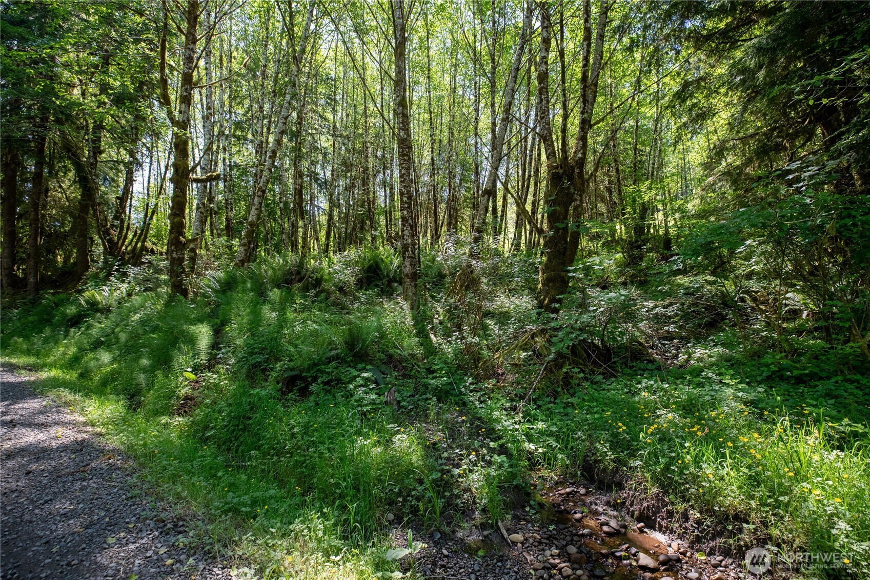1884 Dowan Creek Road Forks, WA 98331 - Photo 34 of 35 a view of a lush green forest