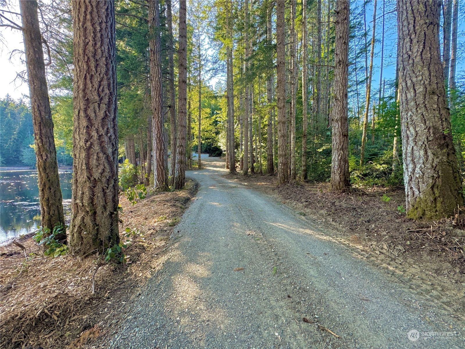 4300 Beauty Lake Road Southwest Port Orchard, WA 98367 - Photo 16 of 39 a view of a forest with trees in the background