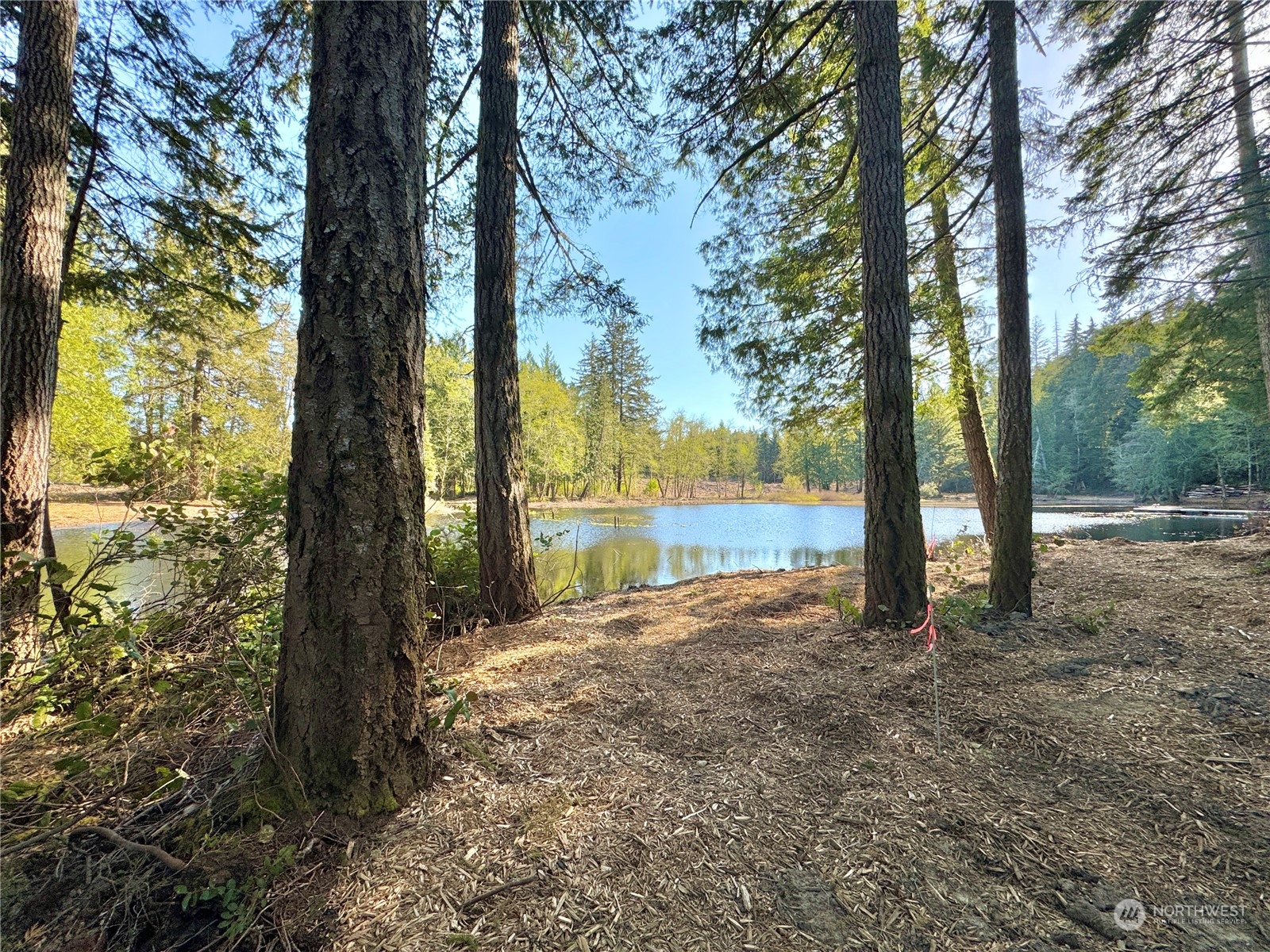4300 Beauty Lake Road Southwest Port Orchard, WA 98367 - Photo 24 of 39 a view of tall trees with a tree